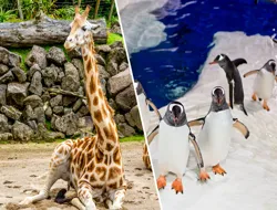 Combo: Auckland Zoo + SEA LIFE Kelly Tarlton's Aquarium Tickets